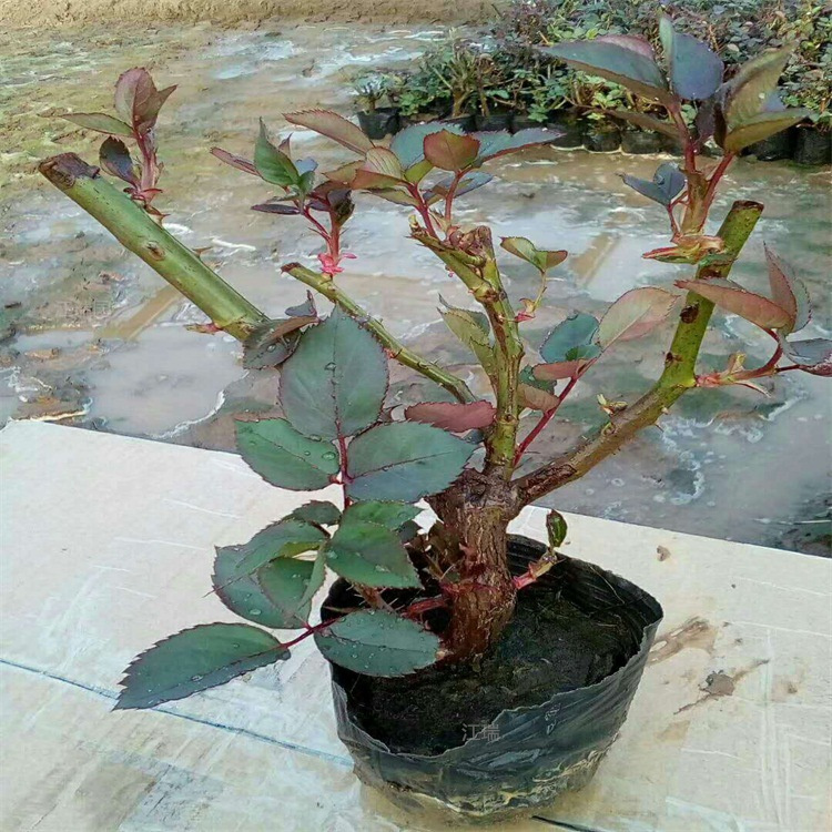 江瑞园艺红帽月季四季常青 红帽月季植株抗病能力强 欢迎选购