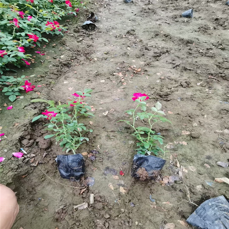 山东地被月季数量多 价格低 地被月季基地现挖 江瑞地被月季质量优良