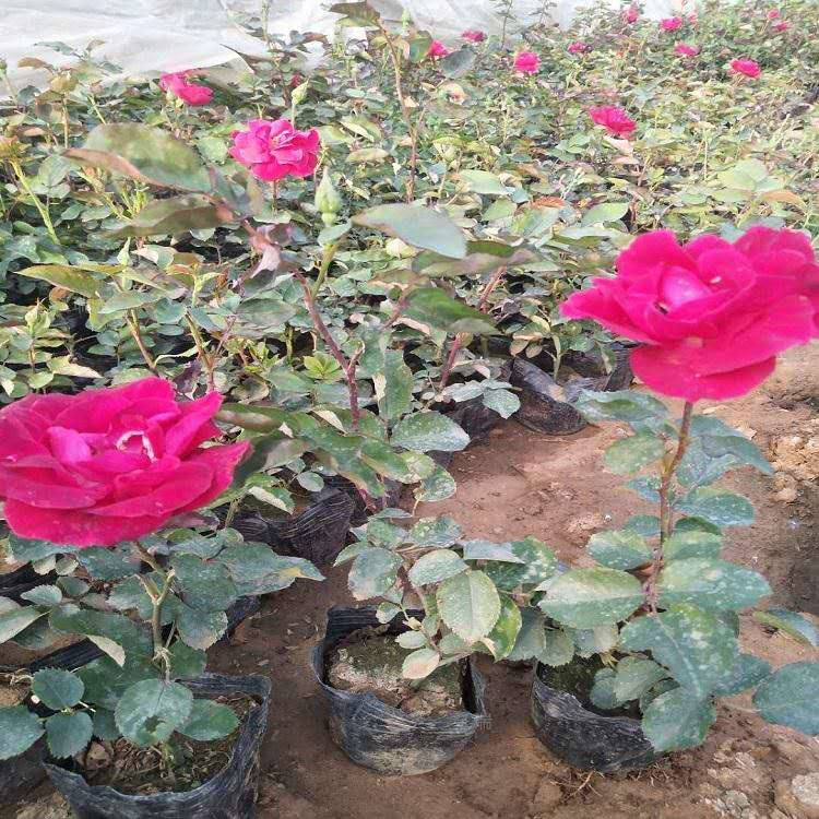 山东红帽月季基地供应 红帽月季花姿美丽 园林绿化常用花卉红帽月季 江瑞园艺