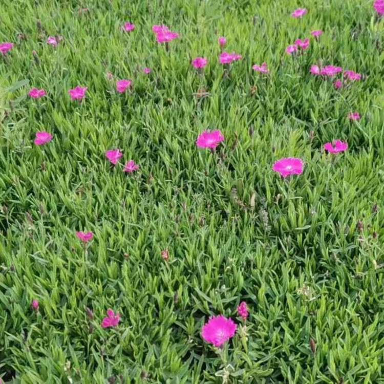 基地供应欧石竹  欧石竹小苗价格  耐寒抗旱