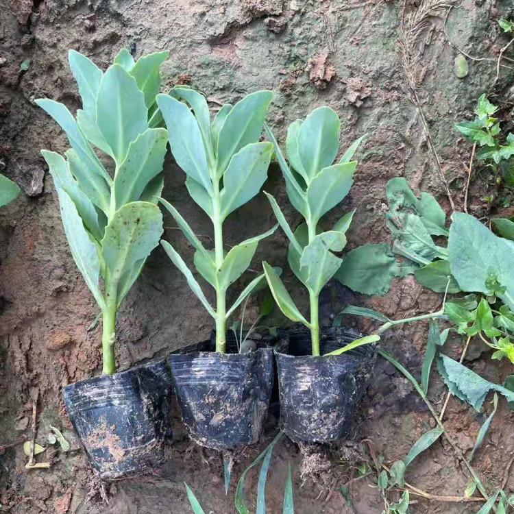 耐寒园林地被植物  多芽八宝景天供应商  量大价优  产地直供