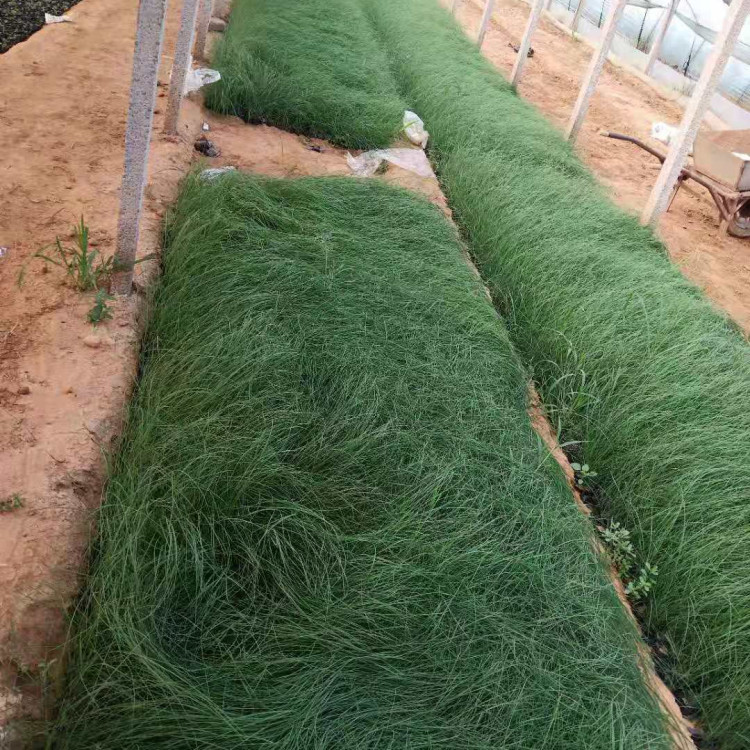 网红粉色花海  粉黛乱子草种植基地  花期 9-11 月