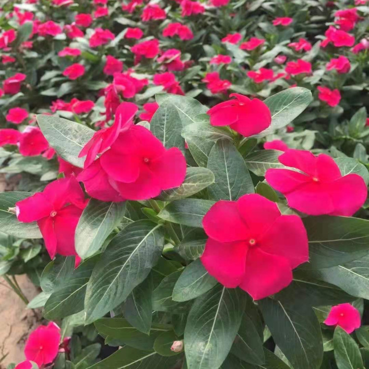 四季开花  天天开花苗  养护简单常年有花