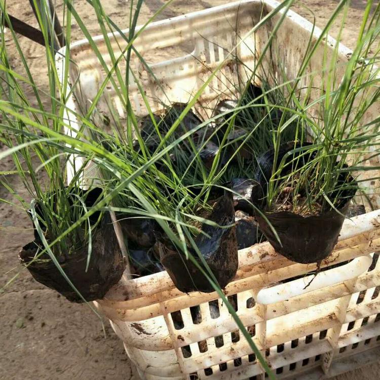 护坡绿化观赏草  粉黛乱子草批发  多年生暖季型草本