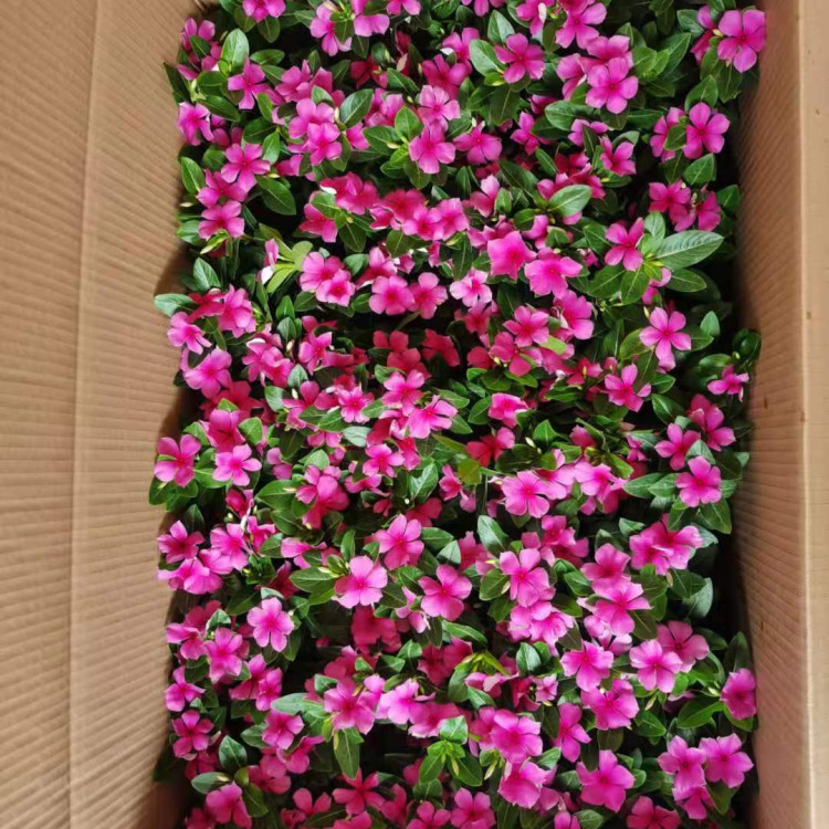 庭园美化  长春花种植基地  租摆花卉价格低