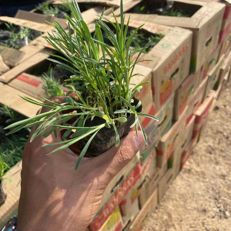 地被石竹杯苗种植基地 小涵花卉地被石竹杯苗 大量供应