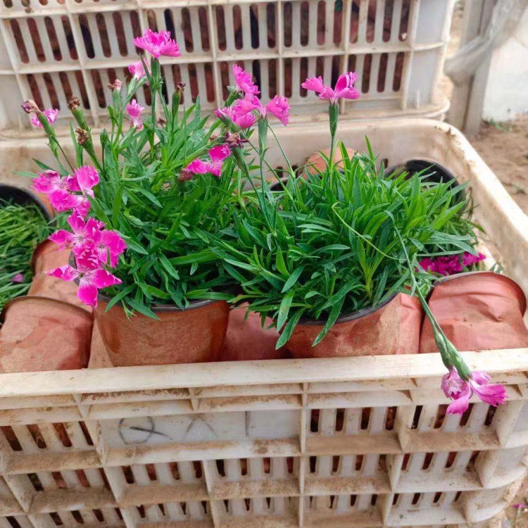 欧石竹花苗种植基地 山东欧石竹花苗 欢迎来电