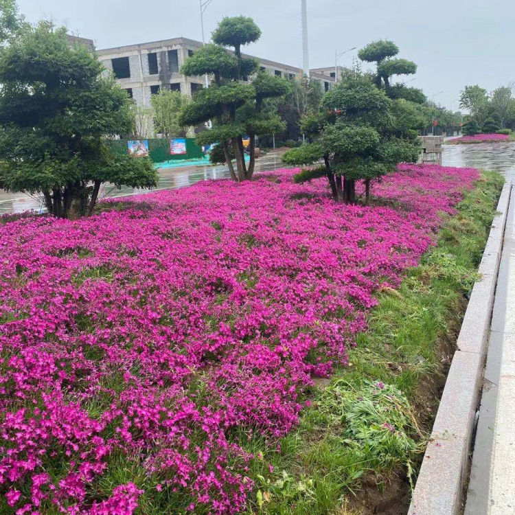 小涵出售欧石竹花苗 欧石竹花苗供货商 欢迎来电