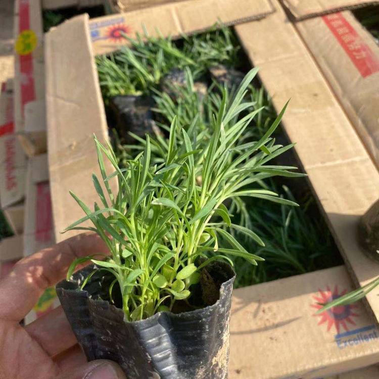 观赏价值高的地被石竹 地被石竹基地 量大价优