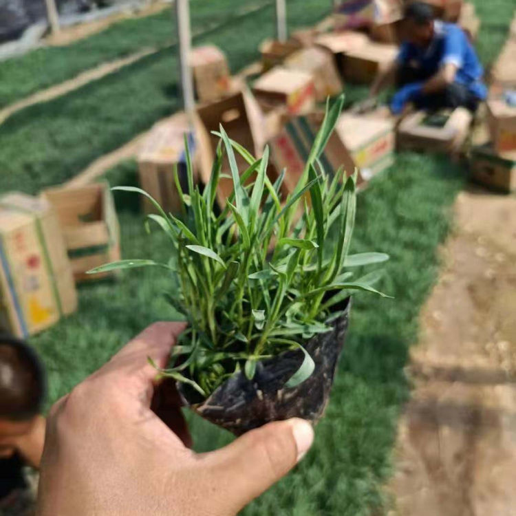 地被石竹小苗出售 苗圃直供地被石竹小苗 欢迎来电
