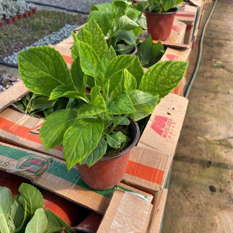苗圃直供八仙花 八仙花批发 易管理
