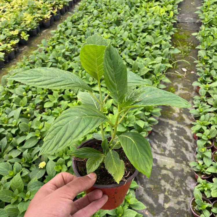 八仙花供应商 好成活的八仙花 量大价优