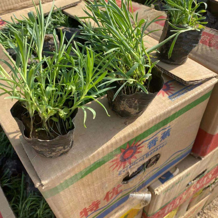 小涵供应地被石竹 地被石竹供应商 大量供应