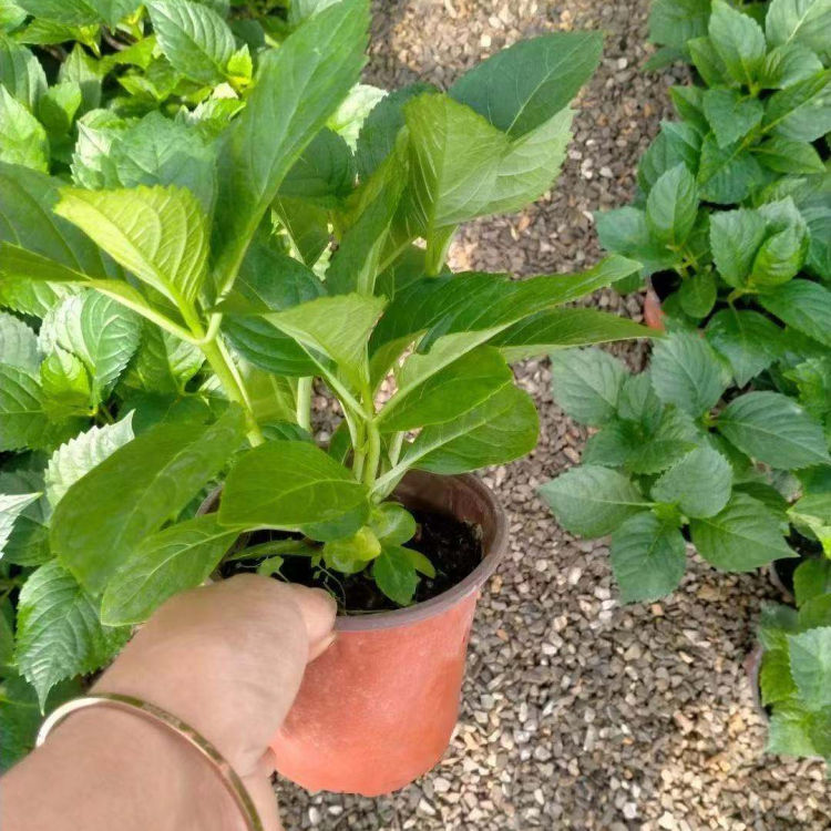 八仙花供应商 小涵花卉直供八仙花 价格优惠