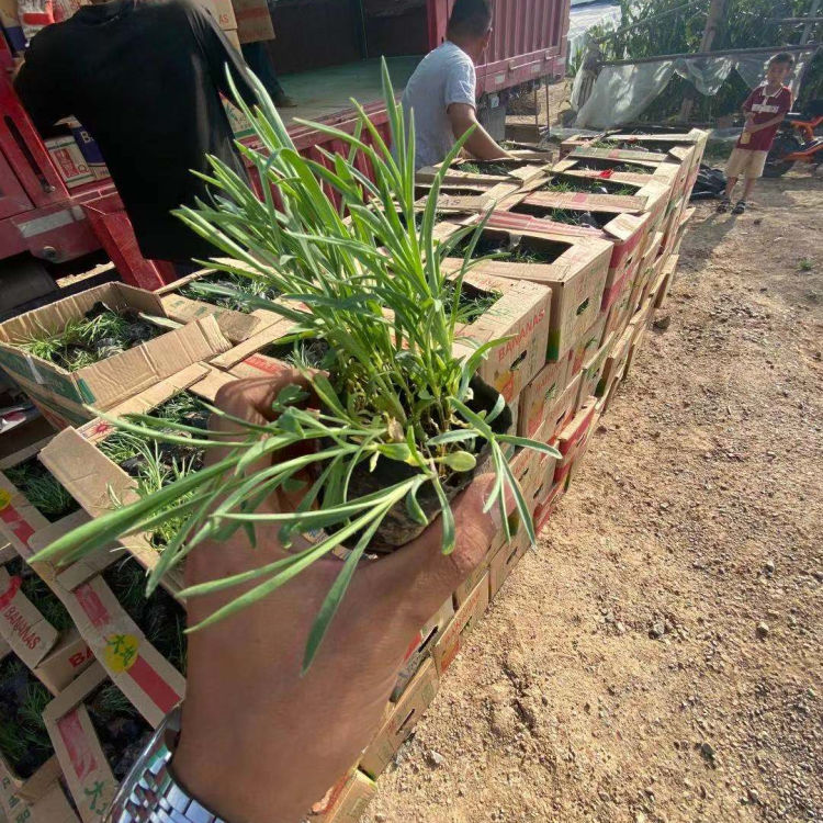 小涵出售地被石竹杯苗 地被石竹杯苗种植基地 报价合理