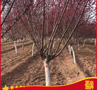 碧桃批发基地  碧桃出售价格 碧桃供货商