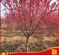 红叶碧桃种植基地  红叶碧桃批发价格 红叶碧桃出售 