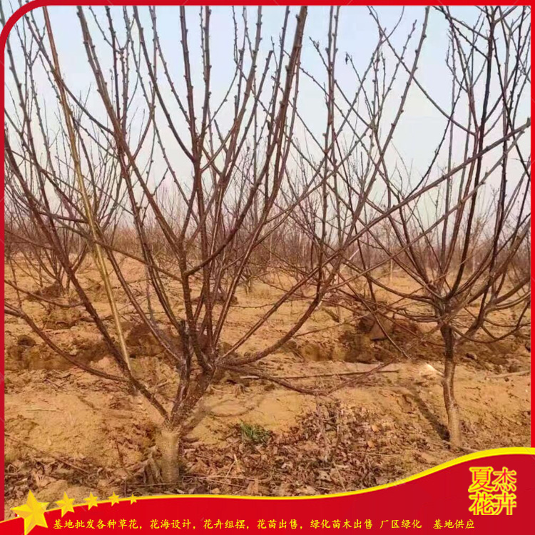 榆叶梅批发价格   榆叶梅种植基地 榆叶梅供货商 