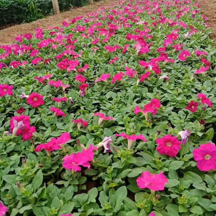 青州花卉花坛布置用矮牵牛直售  矮牵牛苗  质优价廉