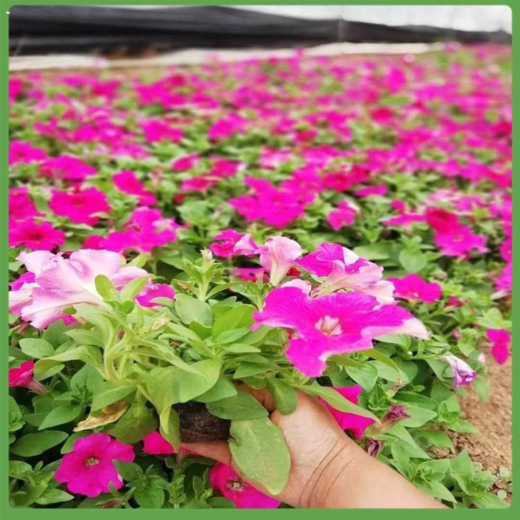 悦达花卉牵牛花小苗批发  矮牵牛盆栽  色彩丰富