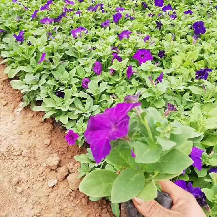 牵牛花小苗 花大而多 青州种植基地矮牵牛苗价格