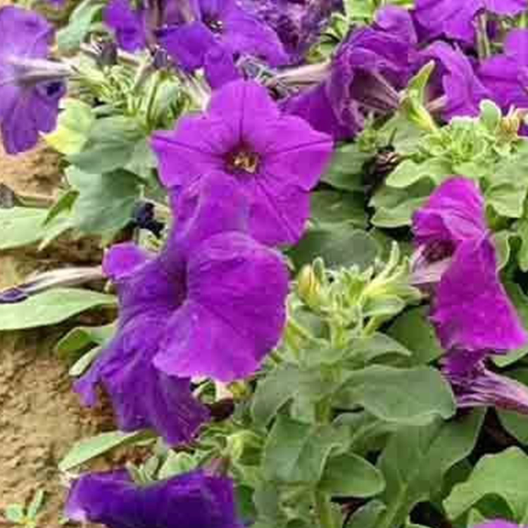 青州种植基地矮牵牛价格  观赏用矮牵牛  质优价廉