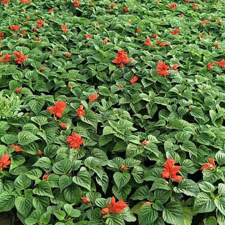 青州种植基地一串红小苗价格 一串红盆栽  花朵繁密