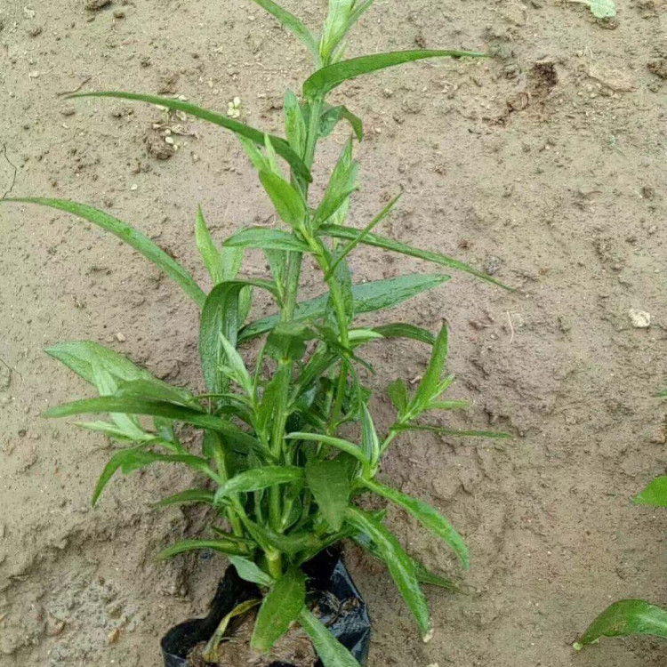 花境设计用花  荷兰菊供应商  植株较矮，自然成形