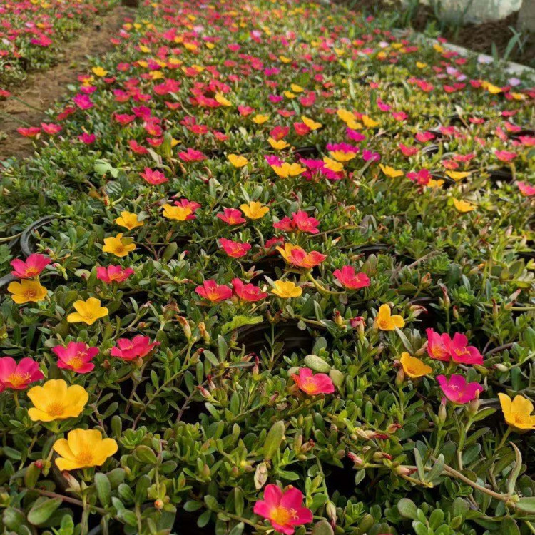多色系租摆盆栽  观花太阳花  色彩鲜艳片植观赏效果好