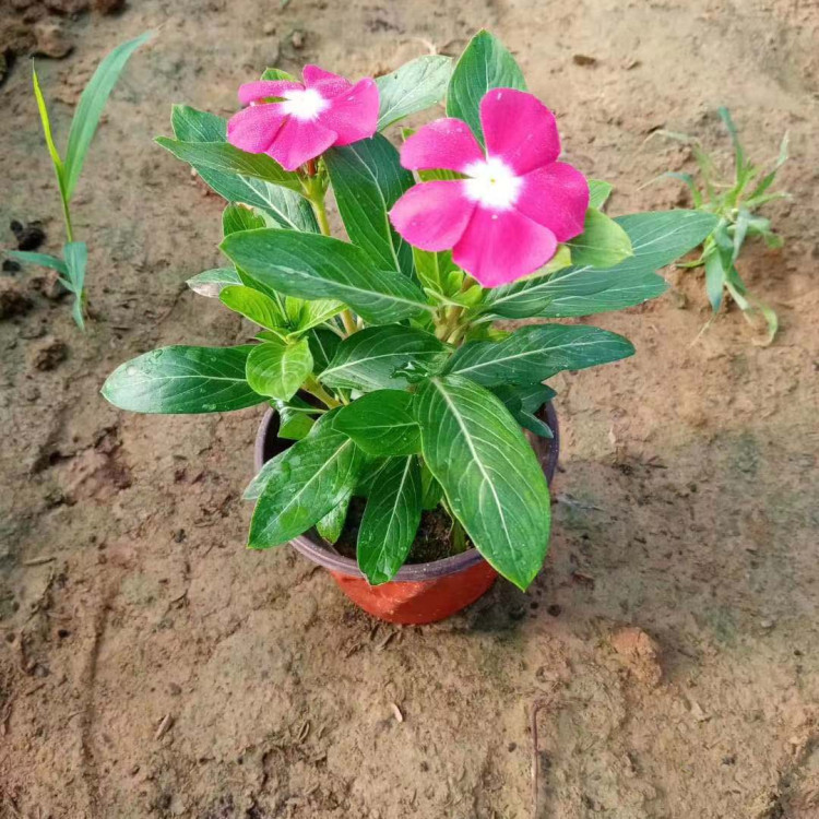 多色系长春花  天天开批发基地   花朵丰富 花期长