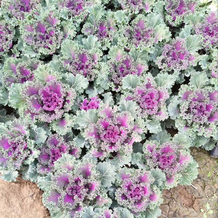 羽衣甘蓝 花坛布置植物 羽衣甘蓝批发 欢迎订购