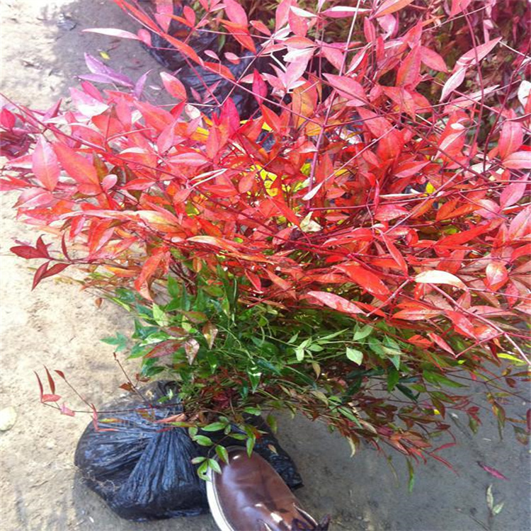 山东南天竹大型花坛镶边苗木 红叶南天竹苗圃现货 红叶南天竹枝繁叶茂 易管理