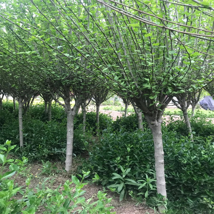 重瓣木槿种植基地 单瓣木槿篱笆用苗 丛生木槿树繁叶茂 独杆木槿质量优良 江瑞园艺