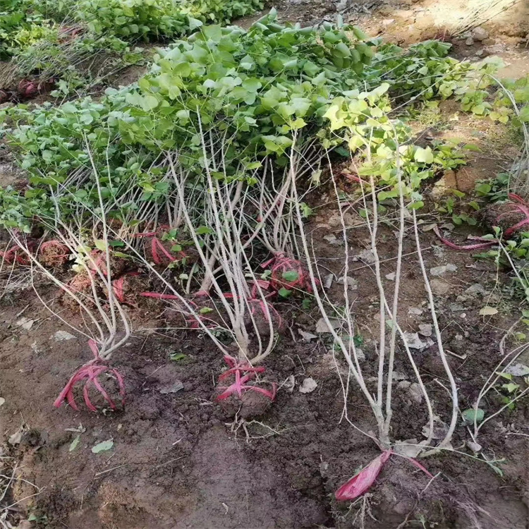 丛生丁香耐寒树苗 规格齐全 紫丁香树繁叶茂 质量优良 欢迎询价