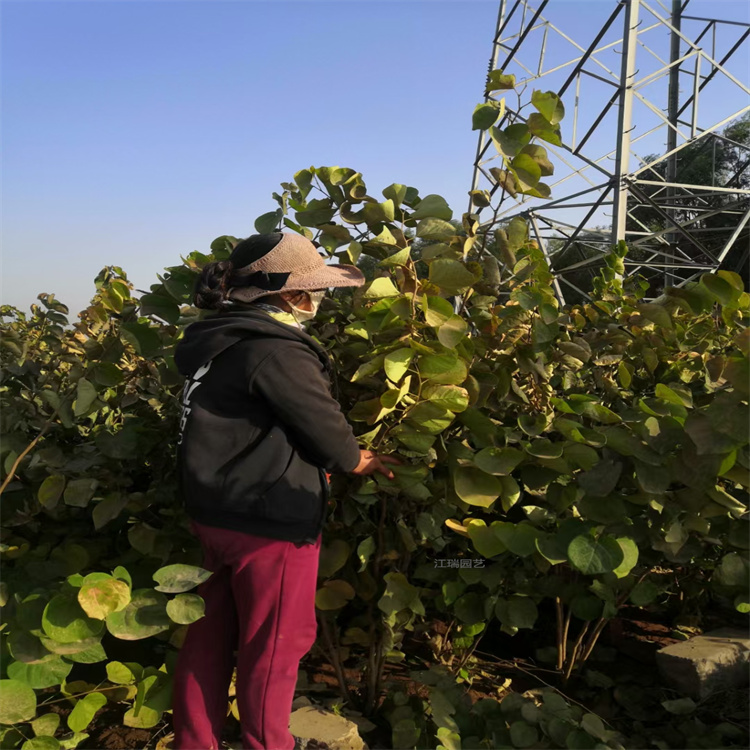 潍坊紫荆规格齐全 紫荆花色优美 花期长 丛生紫荆树基地现挖 江瑞园艺