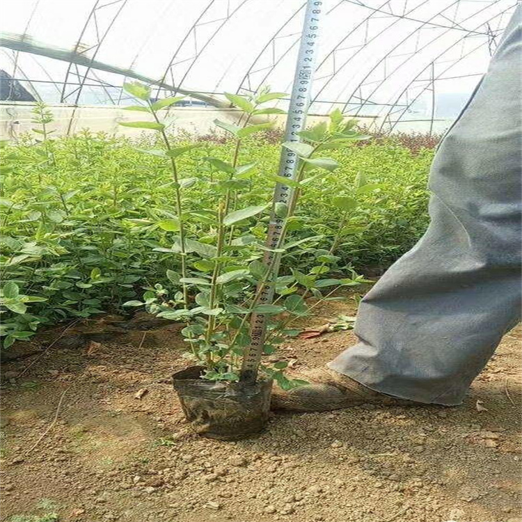 山东金银木篱笆围墙用苗 金银木枝繁叶茂 金银木规格齐全 江瑞园艺