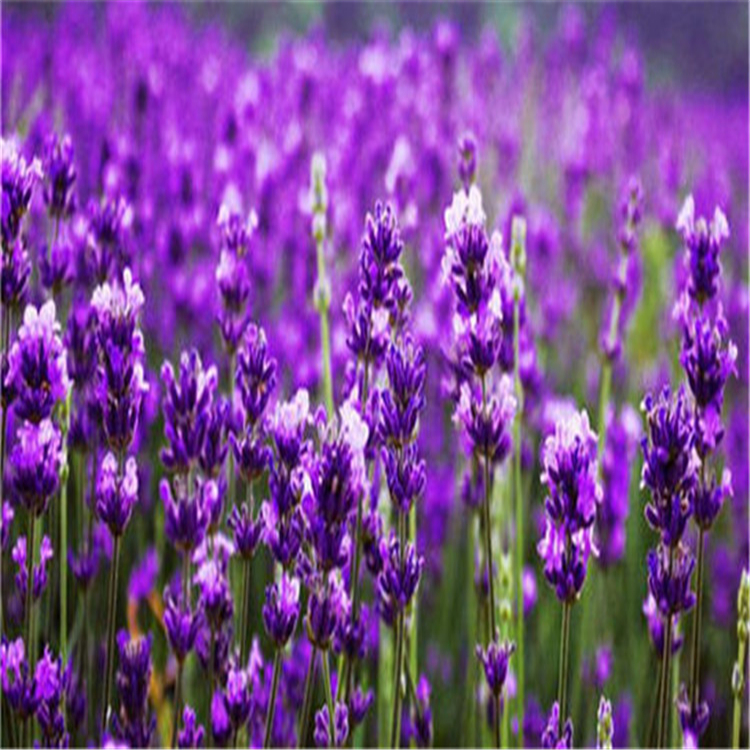 园林绿化工程薰衣草苗  欢迎咨询薰衣草价格  观赏性好