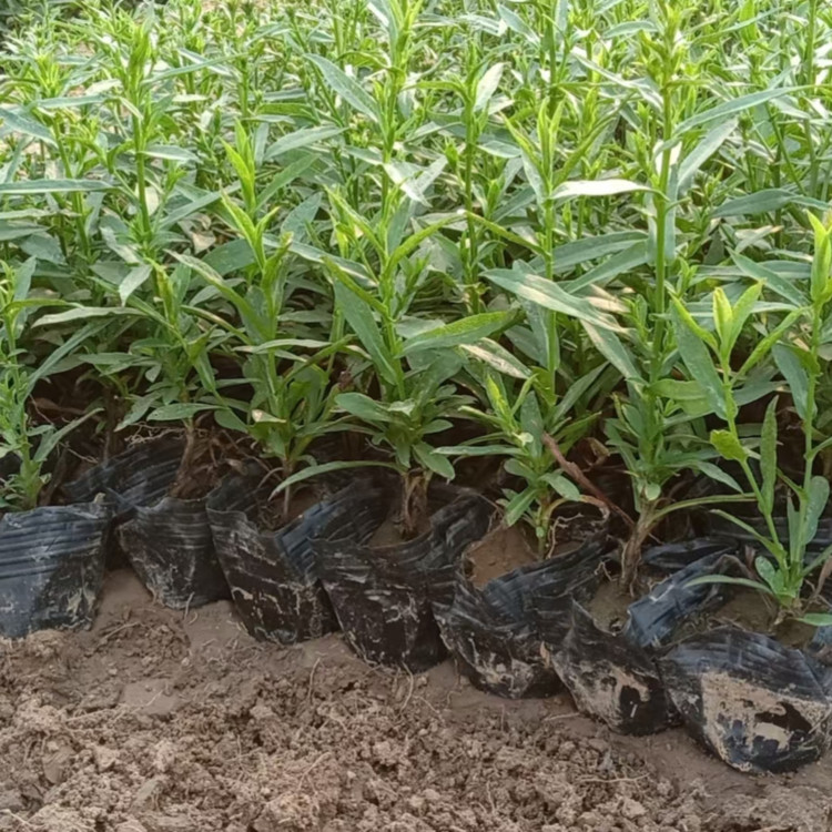 公园花海租摆系列用花   荷兰菊种植  植株较矮，自然成形