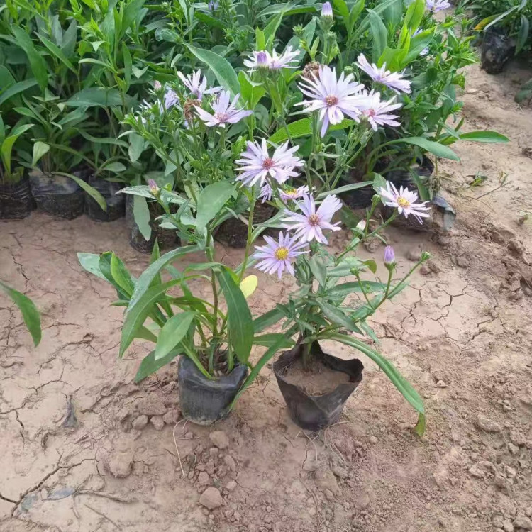 租摆宿根花卉   荷兰菊种植基地  适应能力强