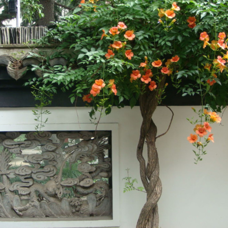 凌霄花种植基地   出售凌霄花   价格优惠