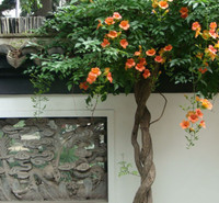 凌霄花种植基地   出售凌霄花   价格优惠