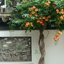 凌霄花种植基地   出售凌霄花   价格优惠