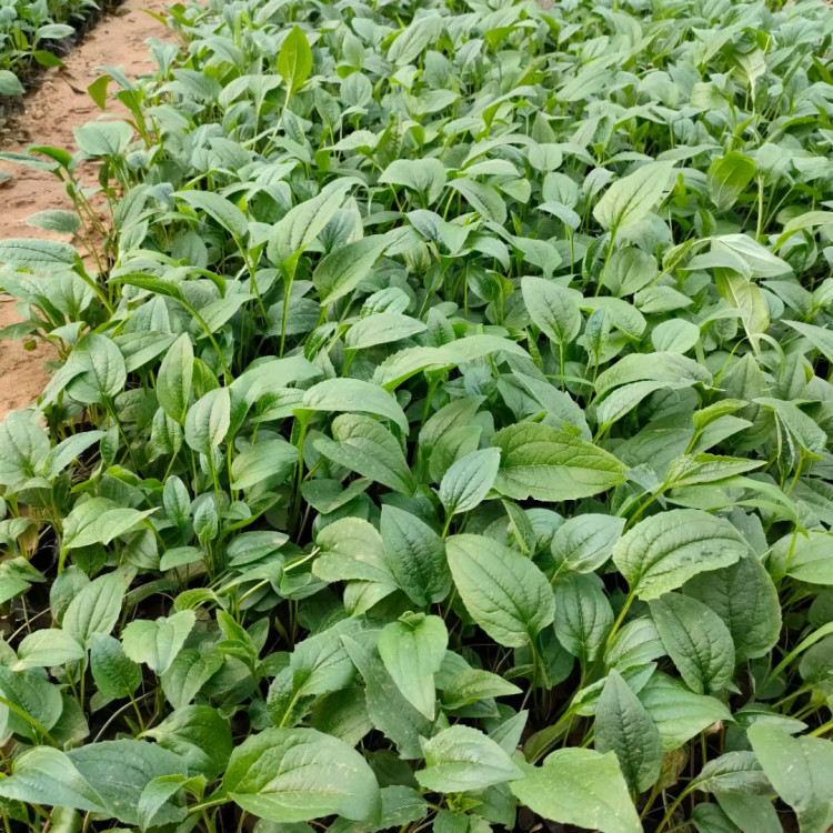 花境护坡松果菊   松果菊盆栽   品种丰富 花色全