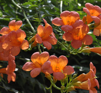 公园用凌霄花   凌霄花批发基地   开花时间
