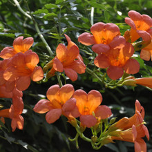 公园用凌霄花   凌霄花批发基地   开花时间