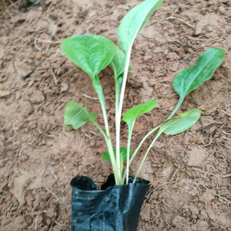园林美化用多色系花海   松果菊小苗   花期长 观赏性好