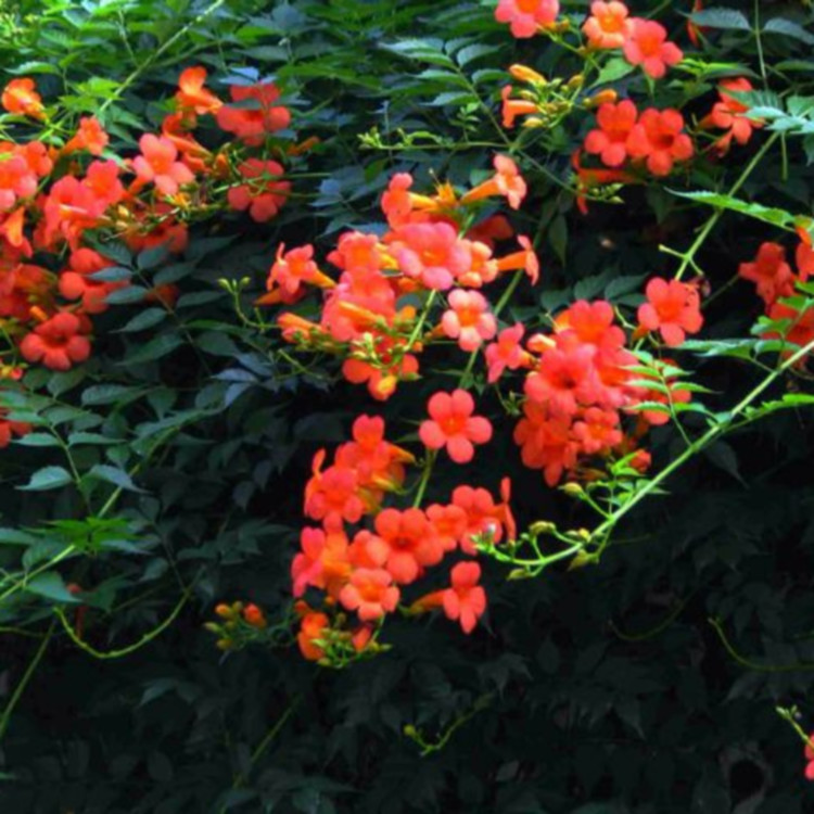 藤本植物凌霄花   凌霄花批发基地   山坡种植