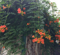 藤本植物凌霄花   凌霄花小苗价格   价格优惠
