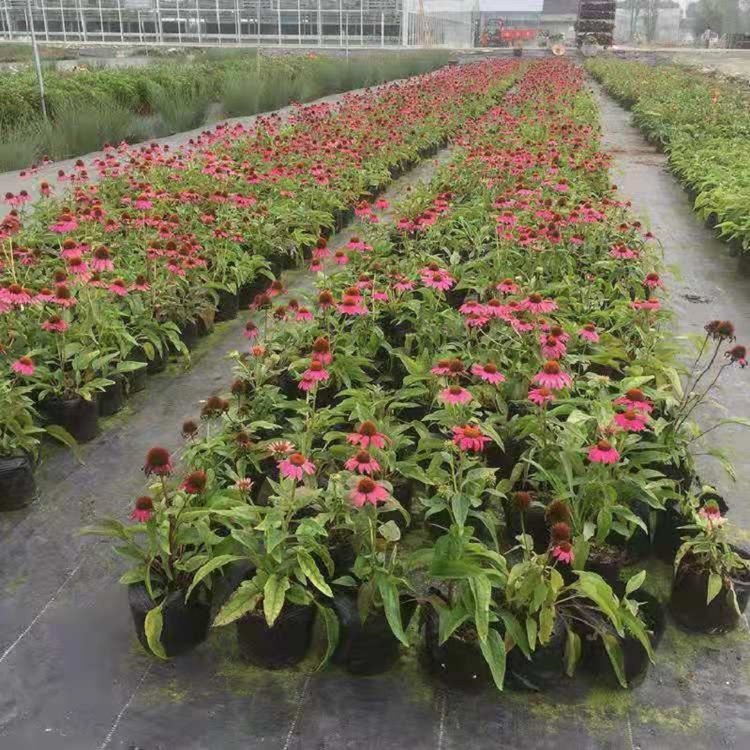 街道绿化拜访松果菊盆栽   松果菊盆栽苗   花期长 观赏性好