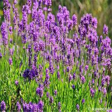 花海景观植物  出售薰衣草小苗  花序颀长秀丽